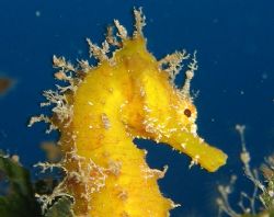 A Lovely Sea Horse Taken At Cirkewwa Malta By Christopher... by Christopher Cocks 